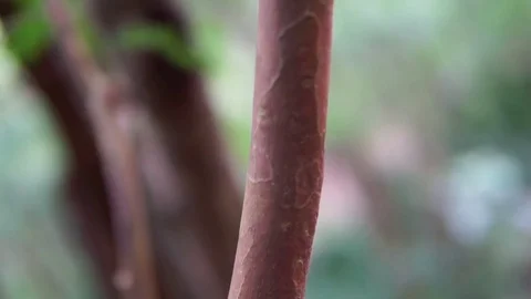 Bokeh and switch focus from the tree on the front to the back Stock Footage 78049563