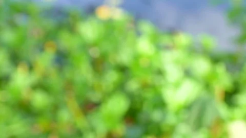 Bokeh background From the beginning not in nature. Stock Footage 93116791
