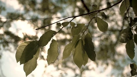 Bokeh background. Blurry foliage of maple trees in backlight of sunset cozy Stock Footage 103391918