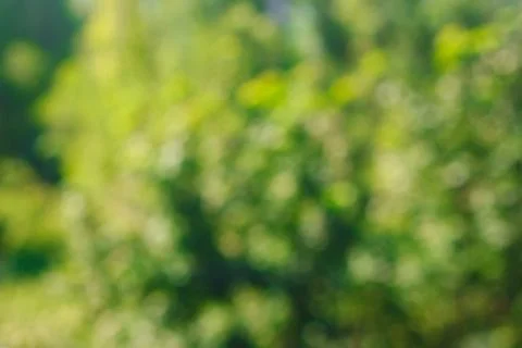 Bokeh background. Element of design. Stock Photos