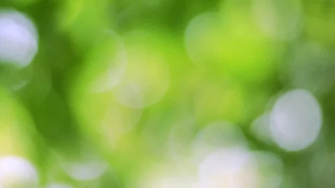 Bokeh background Green blurred leaves, nature that swaying by the beautiful bree Stock Footage 128283121
