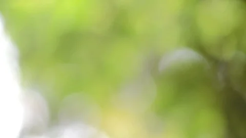 Bokeh background Green blurred leaves, nature that swaying by the beautiful Stock Footage 128283580