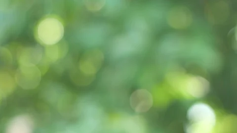 Bokeh background of green color Stock Footage 89972565