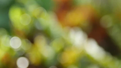 Bokeh background of green color Stock Footage 90351735