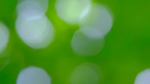 Bokeh background of Green leaf and Sky light Stock Footage 113181405
