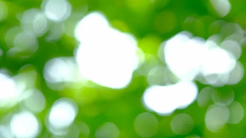 Bokeh background of Green leaf and Sky light Stock Footage 113181408
