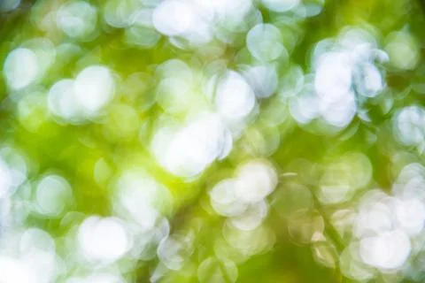 Bokeh bamboo. Stock Photos