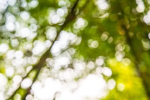 Bokeh bamboo. Stock Photos