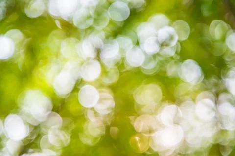 Bokeh bamboo. Stock Photos