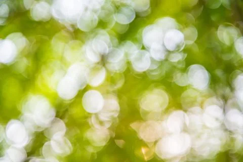 Bokeh bamboo. Stock Photos