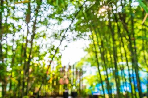 Bokeh bamboo. Stock Photos