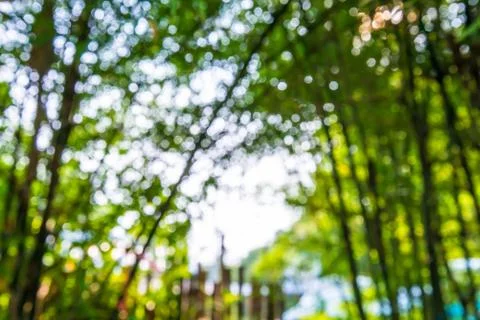 Bokeh bamboo. Stock Photos