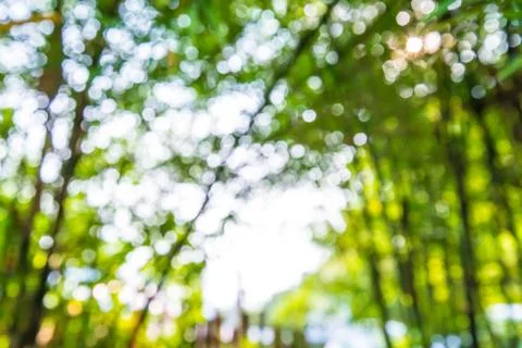 Bokeh bamboo. Stock Photos