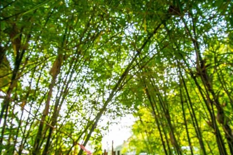 Bokeh bamboo. Stock Photos
