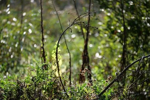Bokeh between branches in the undergrowth of the forest Stock Photos