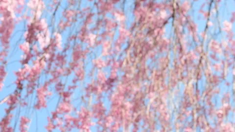Bokeh bloom background copy space Stock Footage 272832250