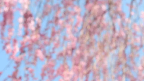 Bokeh bloom tree blur background Stock Footage 272831997