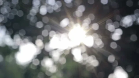Bokeh blur tree Stock-Footage 38062991