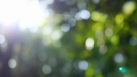 Bokeh blurred green leaves tree with sunbeams. Stock Footage 118749003