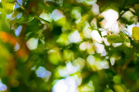 Bokeh blurred out of focus background Stock Photos
