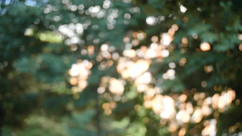 Bokeh of branch mving in the wind Video stock 147999649