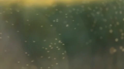 Bokeh Bugs Stock Footage 96363771