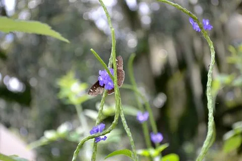 Bokeh Butterfly Stock Photos
