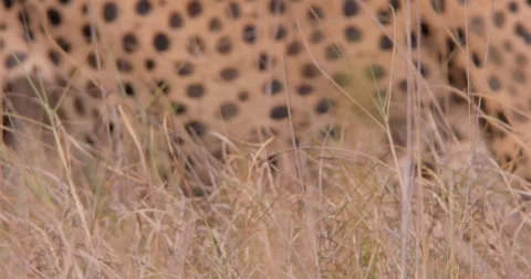 Bokeh of a cheetah's pattern as it walks through grasslands at noon Stock Footage 308672854