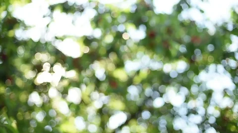 Bokeh cherry tree on a sunny windy day Stock Footage 75888636