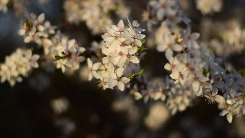 Bokeh delicate flowers under the warm sun in spring. Stock Footage