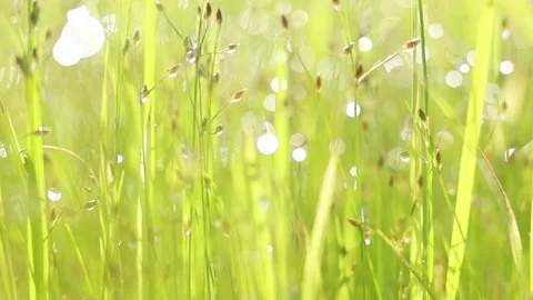 Bokeh dew drops in grass and the rice plant when the sun rises Stock Footage 159549436
