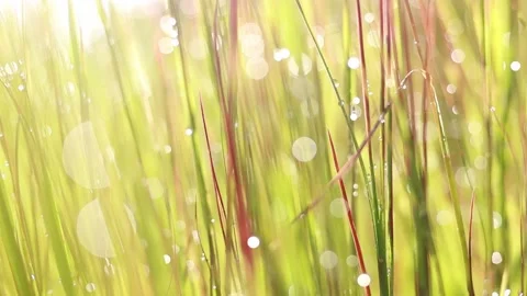 Bokeh dew drops in grass and the rice plant when the sun rises Stock Footage 159549442