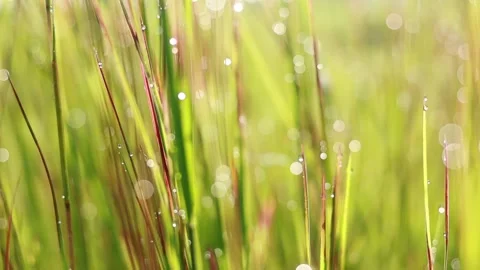 Bokeh dew drops in grass and the rice plant when the sun rises Stock Footage 159549443