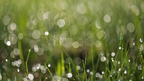 Bokeh of dew drops on green grass Stock Footage 112320103
