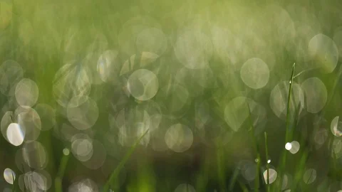 Bokeh of dew drops on green grass Stock-Footage 112320107