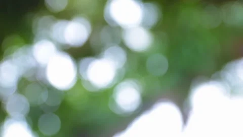 Bokeh effect on blurred swaying leaves Stock Footage 262539374