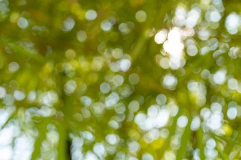 Bokeh effect capturing sunlight nature photography outdoor close-up abstract Fotos de archivo