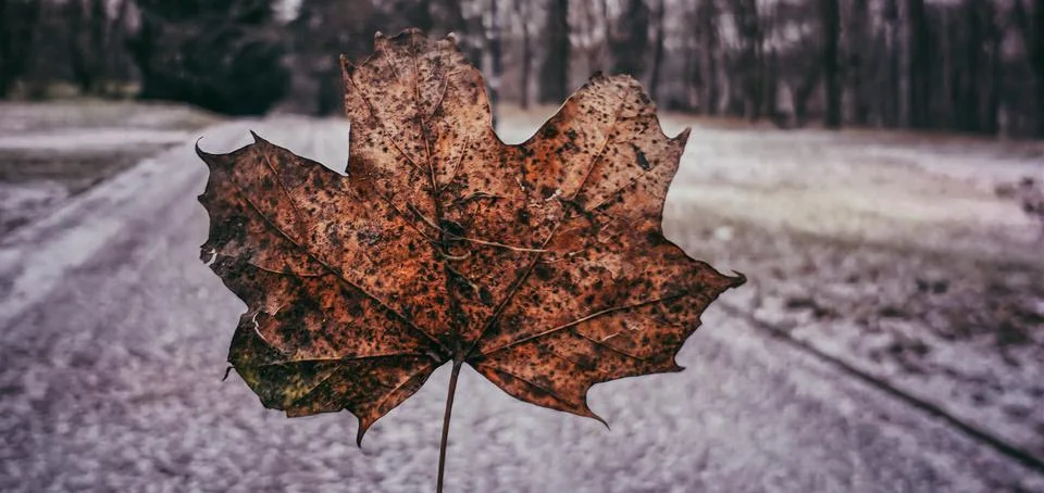 Bokeh effect in a dead maple leaf and snowy background Stock Photos