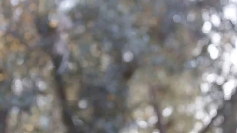 Bokeh effect Video stock 82187744