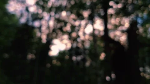 Bokeh Effect Through The Trees With A Bright Blue Sky And White Clouds Stock-Footage 255175073