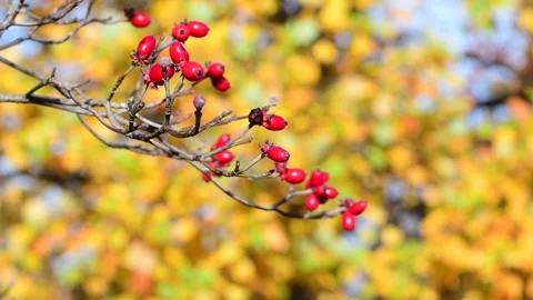 Bokeh fall Stock Footage 255294035