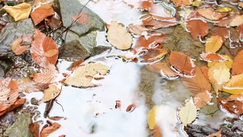 Bokeh focus roll water leaf wet cold wether Stock Footage 254585886