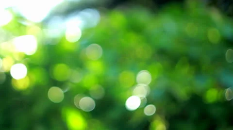 Bokeh: Foliage background Stock Footage 25296676