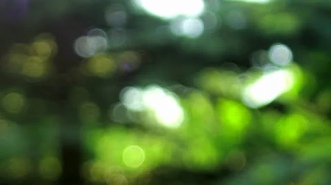 Bokeh: Foliage background Stock Footage 25302535