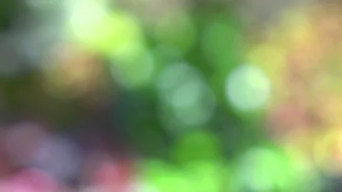 Bokeh Stock Footage 78637163