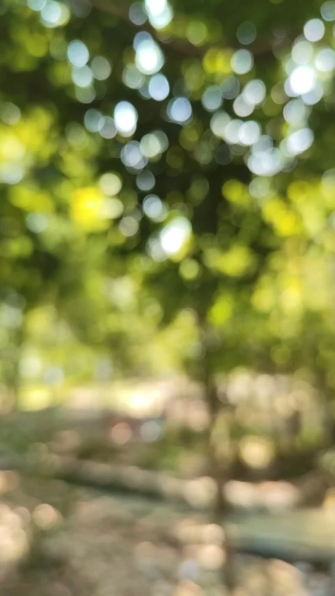 Bokeh in the forest, defocused background, bokeh effect Stock Footage 331897272