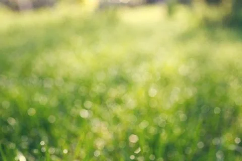 Bokeh grass with dew drops Stock Photos