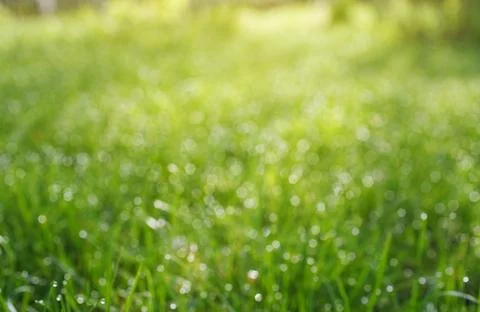 Bokeh grass with dew drops Stock Photos