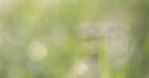 Bokeh on the grass Video stock 100870852