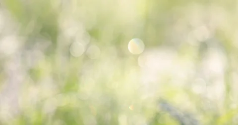 Bokeh on the grass Video stock 100870856